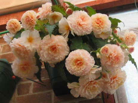 B. ‘Barbara Alexander’